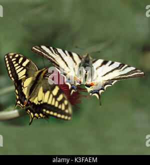 Zwei Schmetterlinge auf einer Blüte/Schwalbenschwanz Schmetterling und Segeln. Stockfoto