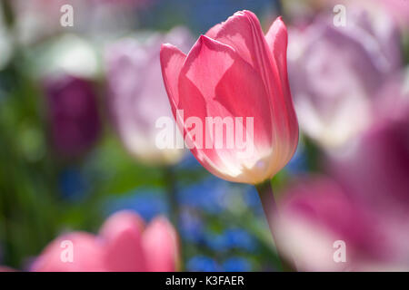 Blühende Tulpe in Rosa Stockfoto