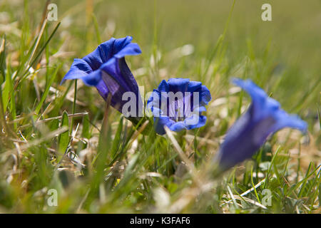 Blühende Enzian Stockfoto