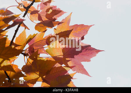 Farbige ahorn Blätter im Herbst Stockfoto