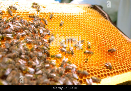 Bienen auf einer Honigwabe Stockfoto