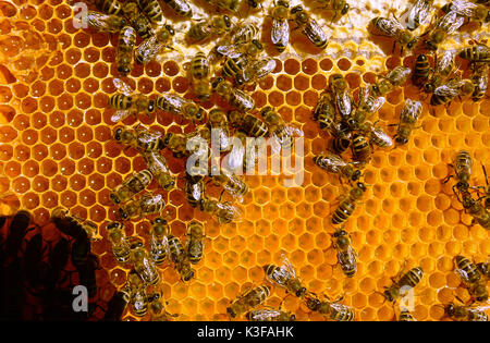 Bienen auf einer Honigwabe Stockfoto