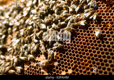 Bienen auf einer Honigwabe Stockfoto