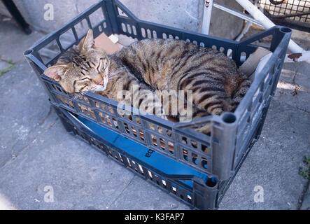 Gestreifte Katze schläft in Feld Stockfoto