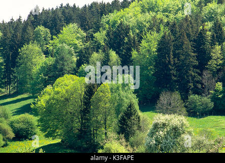 Rande des Waldes im Frühjahr Stockfoto