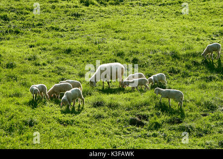 Herde Schafe auf der Wiese Stockfoto