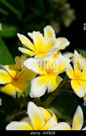 Die duftenden Frangipani (Plumeria obtusa) Stockfoto