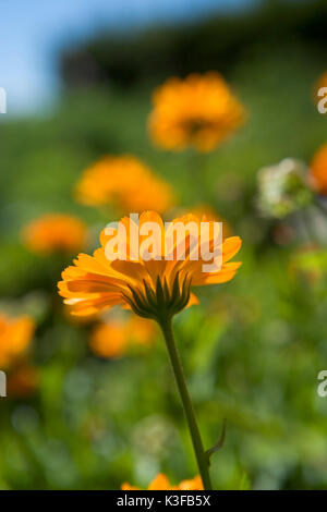 Orange Ringelblume (Calendula officinalis), in einem Garten Stockfoto