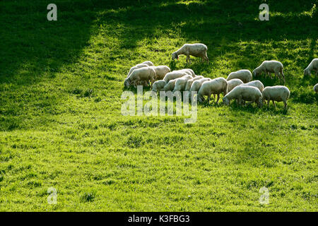 Herde Schafe auf der Wiese Stockfoto