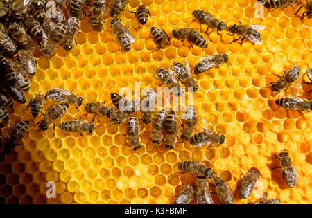 Bienen auf einer Honigwabe Stockfoto