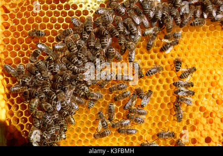 Bienen auf einer Honigwabe Stockfoto