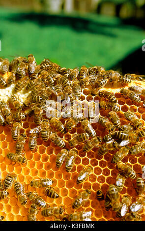 Bienen auf einer Honigwabe Stockfoto