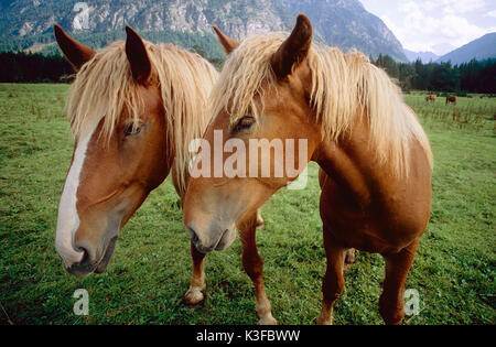 Pferde auf der Weide Stockfoto