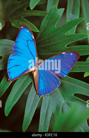 Schmetterling auf Blätter/Morpho didius Stockfoto