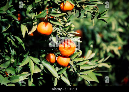 Mandarinen in einem Mandarin Baum Stockfoto