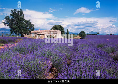 Lavendel Feld vor backsteingebäude/Plateau von Valensole/Provence Stockfoto