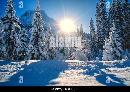 Verschneite Tannen, Lech am Berg Arl Stockfoto