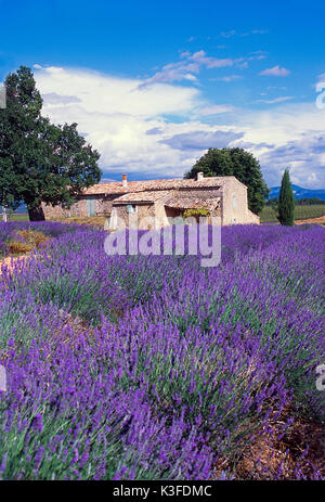 Lavendel Feld vor backsteingebäude/Plateau von Valensole/Provence Stockfoto