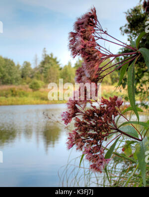 Rosa Blumen oder Pflanzen, die an einem See oder Fluss, mit blauem Himmel und Kopie Raum Stockfoto
