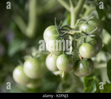 Anbau der Tomaten. Unreife Tomaten Stockfoto