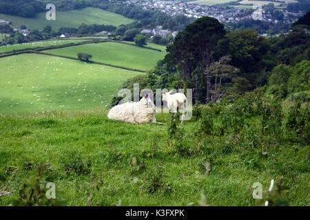 Zwei Schafe auf einem Hügel, oberhalb einer größeren Herde an den Rändern der Stadt von Bridport, in Dorset im Süden von England, Großbritannien. Stockfoto