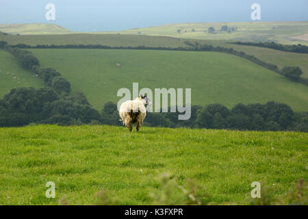 Ein einzelnes Schaf auf einem Hügel mit Blick auf den Ärmelkanal, Teil einer größeren Herde an den Rändern der Bridport, in Dorset, Südengland, Großbritannien. Stockfoto