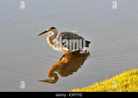 Great Blue Heron stalking Fisch im Morgenlicht Stockfoto