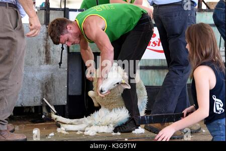 Dorchester, Dorset, Großbritannien. 02 Sep, 2017. Schafe scheren Wettbewerb Credit: Finnbarr Webster/Alamy leben Nachrichten Stockfoto