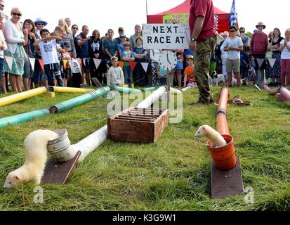 Dorchester, Dorset, Großbritannien. 02 Sep, 2017. Frettchen racing Credit: Finnbarr Webster/Alamy leben Nachrichten Stockfoto