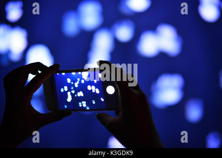 Unter Foto von Quallen auf Blau Stockfoto