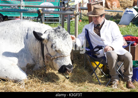 Britische white bull Festlegung mit Landwirt in Stuhl neben ihm Stockfoto