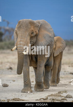 Elefant, Amboseli Nationalpark, Kenia Stockfoto