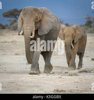 Elefant, Amboseli Nationalpark, Kenia Stockfoto