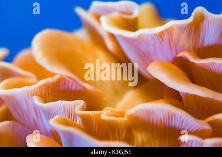 Pleurotus Djamor Pilze auf blauem Hintergrund Stockfoto