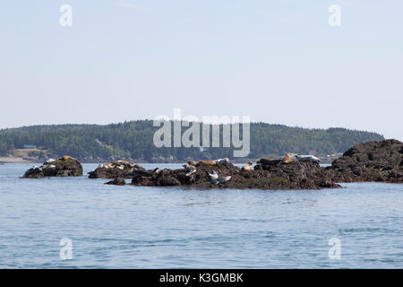 Seehunde in der Bucht von Fundy, Kanada. Die Dichtungen auf Felsen. Stockfoto