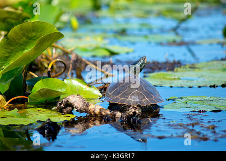Nahaufnahme von Malte Schildkröten auf Point Pelee Conservation Area, ein Nationalpark im südwestlichen Ontario. Stockfoto