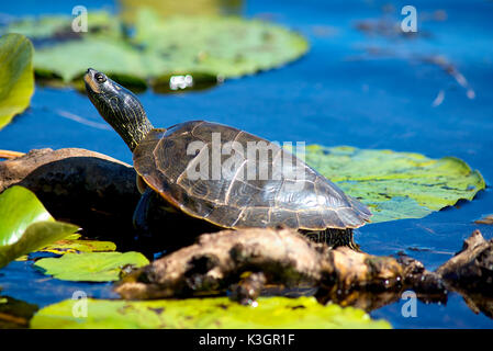 Nahaufnahme von Malte Schildkröten auf Point Pelee Conservation Area, ein Nationalpark im südwestlichen Ontario. Stockfoto