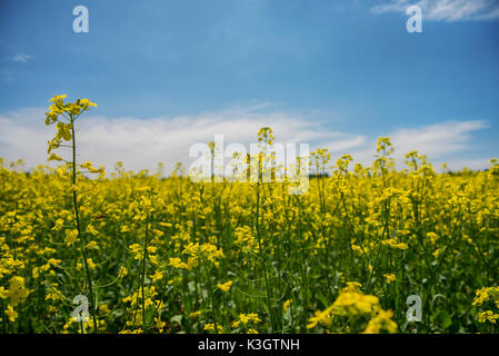 Detail der blühenden gelben Raps Feld unter blauem Himmel im Sommer in Collingwood, Ontario Stockfoto