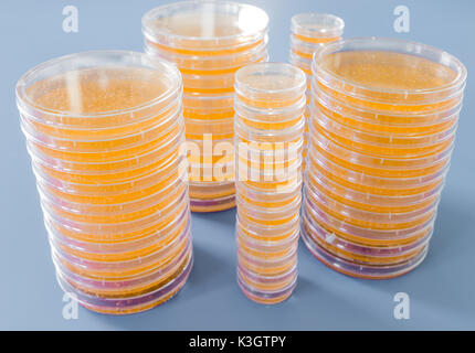 Stapel der Petrischale mit wachsenden Kulturen von Mikroorganismen, Pilze und Mikroben. Eine Petrischale (Petrie Teller) als Petrischalen oder Zelle - Kultur bekannt, di Stockfoto