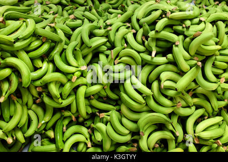 Frisch gepflückt grüne Bananen Stapel in der Farm Stockfoto