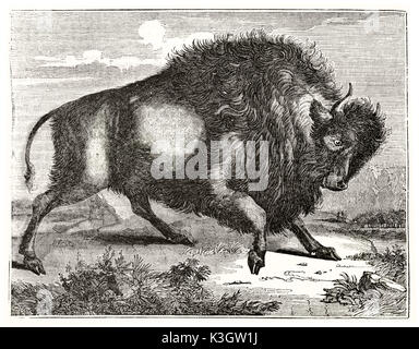 Alte Illustration eines Bison (Bison bison). Von unbekannter Autor, auf Magasin Pittoresque, Paris, 1838 veröffentlicht. Stockfoto