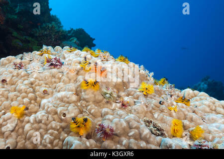 Christmas-Tree Worm, Spirobranchus giganteus, Osprey Reef, Coral Sea, Australien Stockfoto