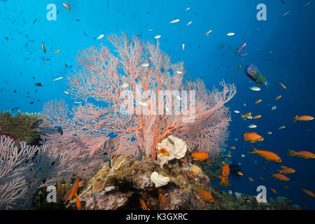 Farbige Coral Reef, Osprey Reef, Coral Sea, Australien Stockfoto