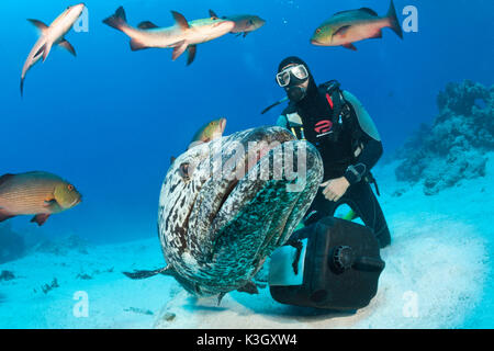 Kartoffel Cod Fütterung, Epinephelus Tukula, Cod Hole, Great Barrier Reef, Australien Stockfoto