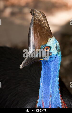 Südlichen Kasuar, Casuarius Casuarius, Queensland, Australien Stockfoto