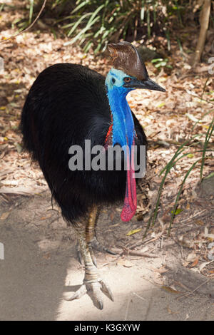 Südlichen Kasuar, Casuarius Casuarius, Queensland, Australien Stockfoto