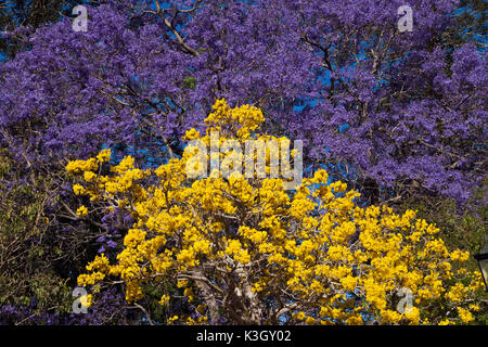 Jacaranda-Baum in voller Blüte, Jacaranda SP., Brisbane, Australien Stockfoto