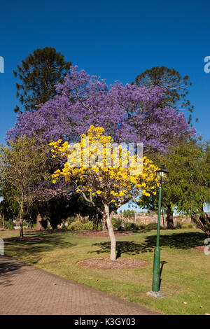 Jacaranda-Baum in voller Blüte, Jacaranda SP., Brisbane, Australien Stockfoto