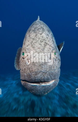 Kartoffel-Kabeljau, Epinephelus Tukula, Osprey Reef, Coral Sea, Australien Stockfoto