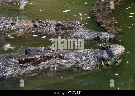 Saltwater Crocodile, Crocodylus porosus, Queensland, Australien Stockfoto